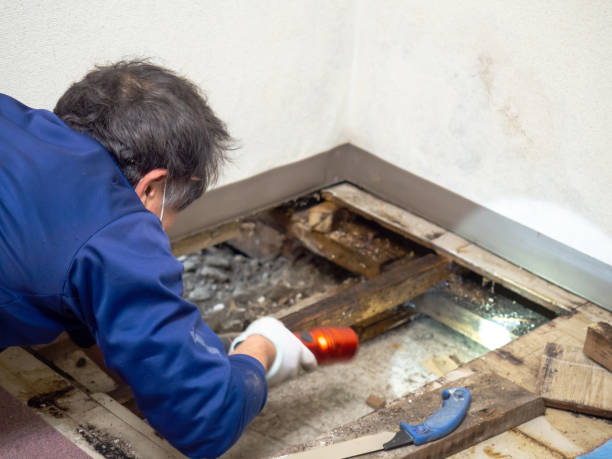 Best Kitchen Mold Remediation in Chattahoochee Hills, GA